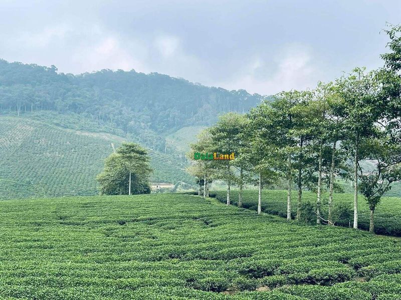 Đồi chè Thư Lâm 2