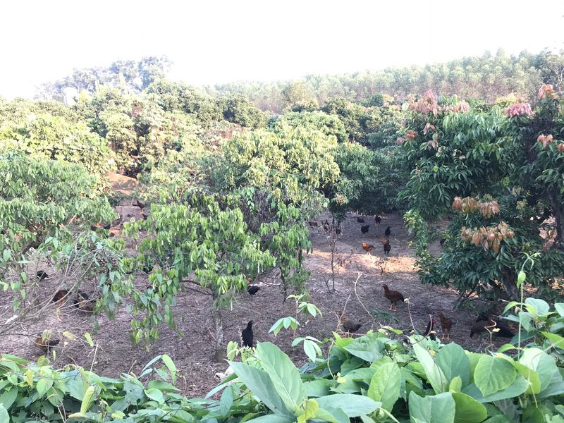 Hình ảnh đất nền đẹp tại Hiệp Hòa