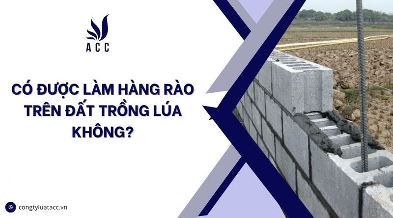 có được làm hàng rào trên đất trồng lúa không