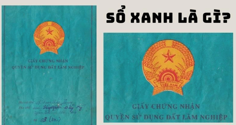 Ví dụ giấy tờ lâm nghiệp