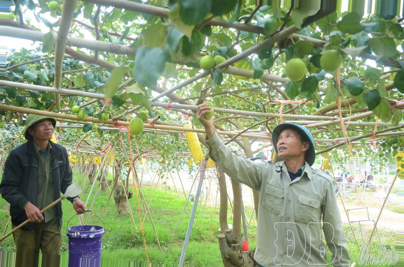 Hình ảnh hoạt động sản xuất tại trang trại