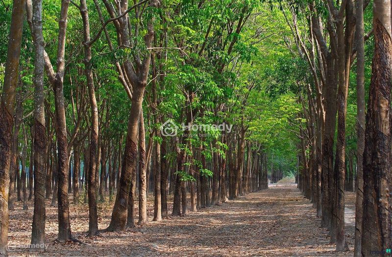 dat-trong-cay-lau-nam-637384663765648792