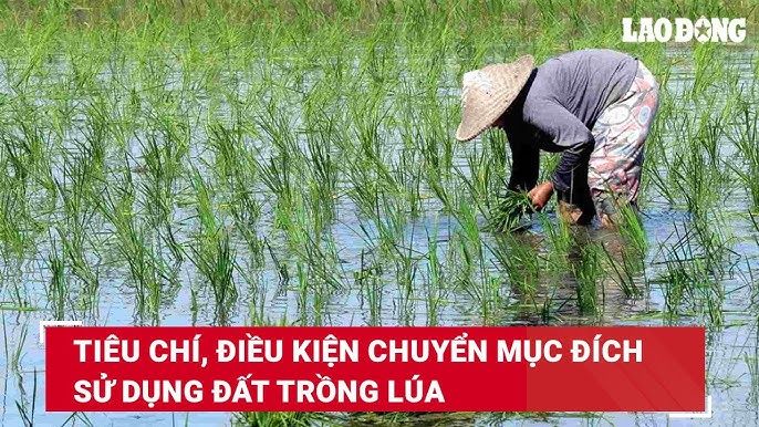 Cổ Loa - hình ảnh minh họa khảo sát hiện trạng