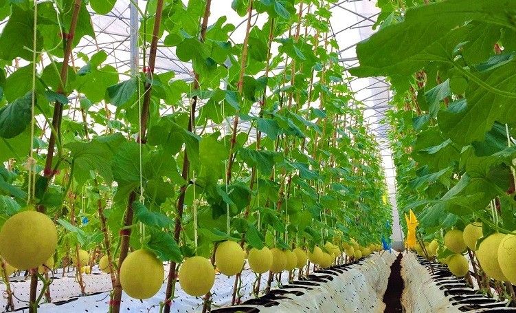 Thu hoạch và chế biến tại trang trại