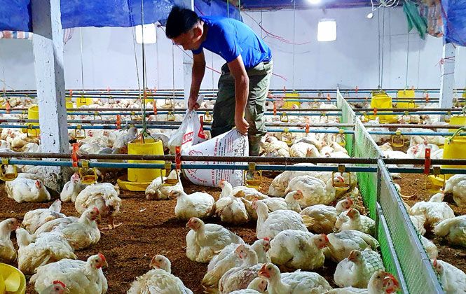 Quản lý thức ăn và sản xuất cỏ tại chỗ trên diện tích hạn chế