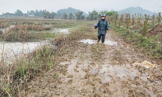 Ruộng Ngang