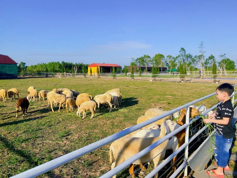 Cảnh hoạt động trải nghiệm tại trang trại