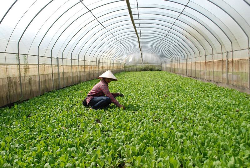 Hoạt động cộng đồng tại trang trại