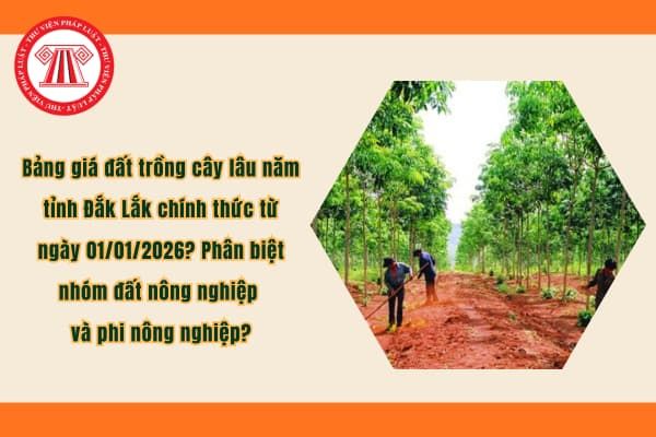 Bảng Giá Đất Trồng Cây Lau Năm Tỉnh Đắk Lắk