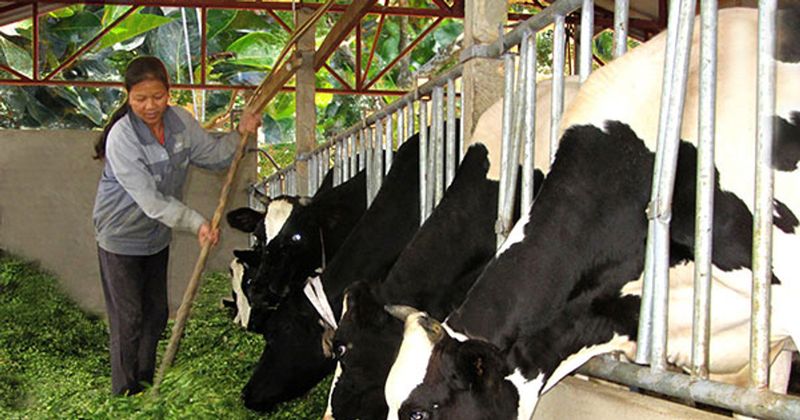 Trang trại bò sữa — minh họa hoạt động chăn nuôi có giá trị gia tăng