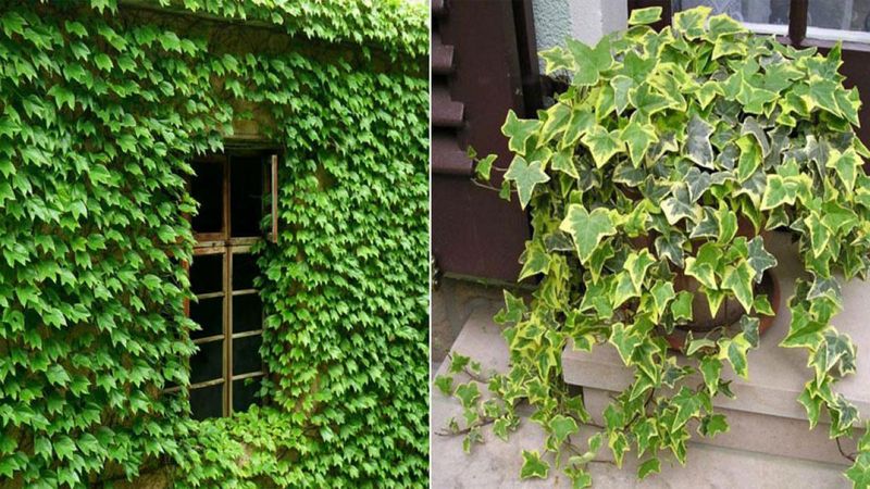 Kỹ thuật trồng dây leo đúng chuẩn