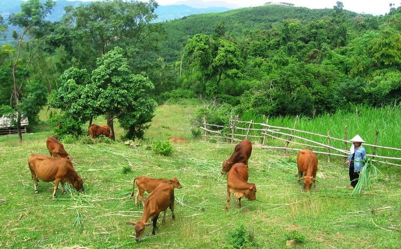 Ảnh minh họa chăn nuôi trên đất trồng