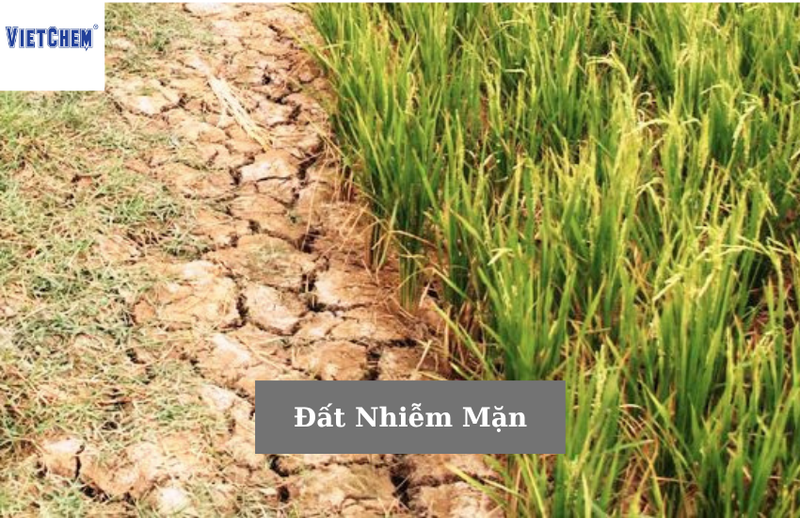 Đất nhiễm mặn
