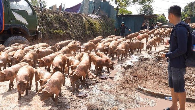 Cảnh tổng quan cơ sở hạ tầng trang trại