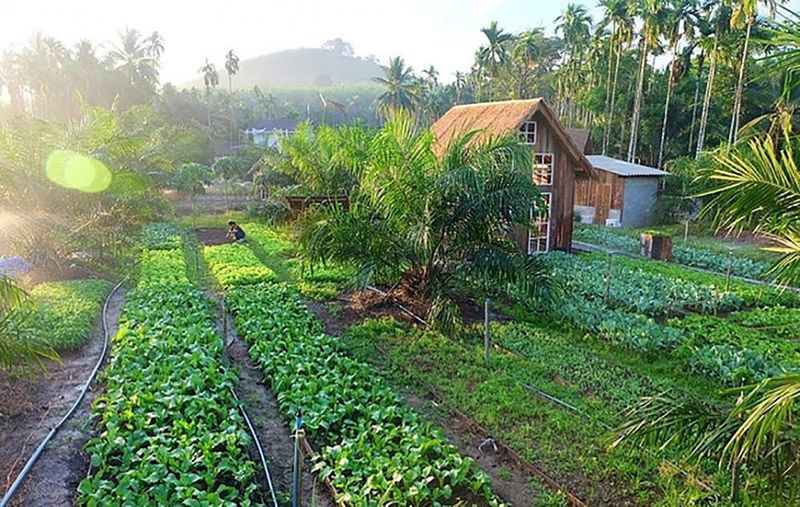 Minh họa cảnh quan trang trại
