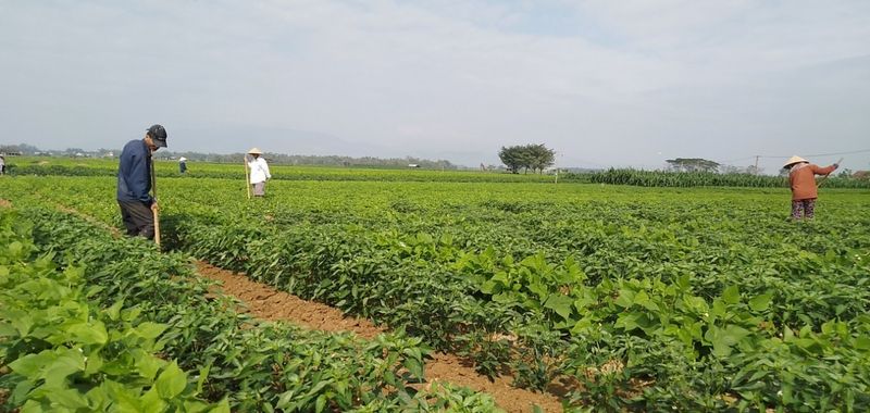 cánh đồng truyền thống