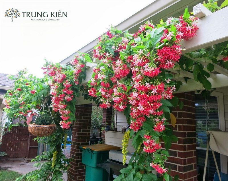 Nhà vườn trung kiên với bố cục hoa và giàn leo