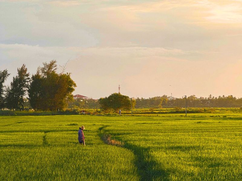 cánh đồng hoàng hôn