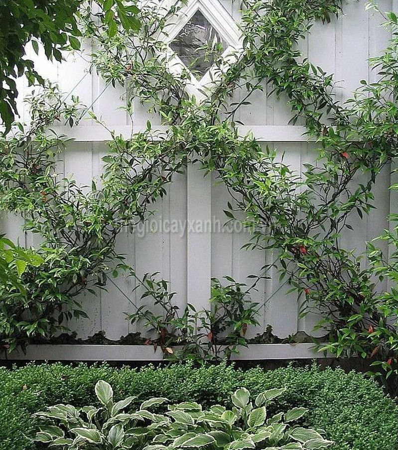 Tường cây leo hệ thống panel