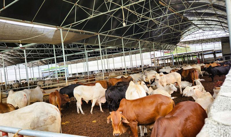 Hệ thống chuồng trại và thao tác vắt sữa mẫu